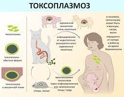 токсоплазмоз, гельминтозы, болезни опасные для беременных, гинеколог, гастроэнтеролог