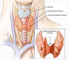 гипопаратиреоз, болезни щитовидной железы, эндокринолог
